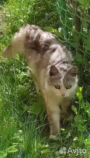 Спасите Пушу