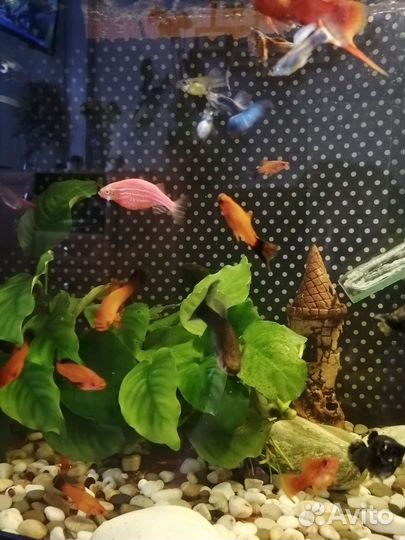 Аквариумные рыбки