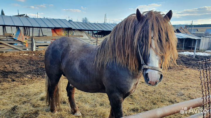 Продам кобылу