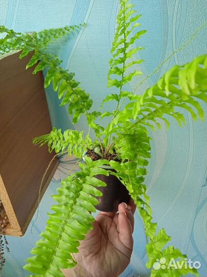 Папоротник нефролепис тигр