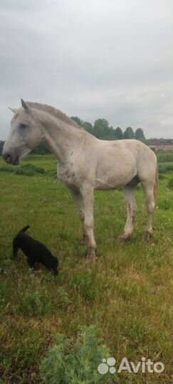 Кони продажа