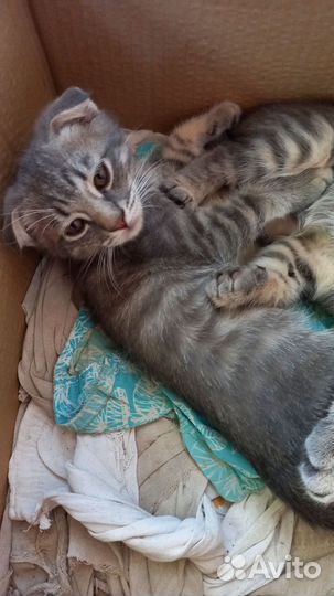 Вислоухие котята в добрые руки