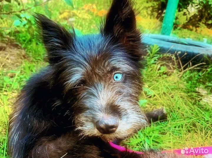 Голубоглазая брюнетка в добрые руки