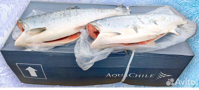 Семга Форель Кижуч