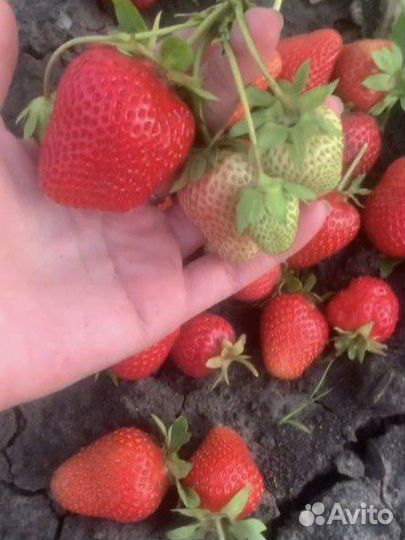 Саженцы клубники Сибилла