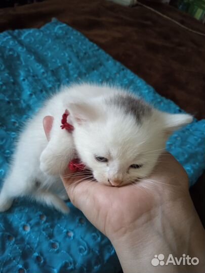 Очаровательные котята