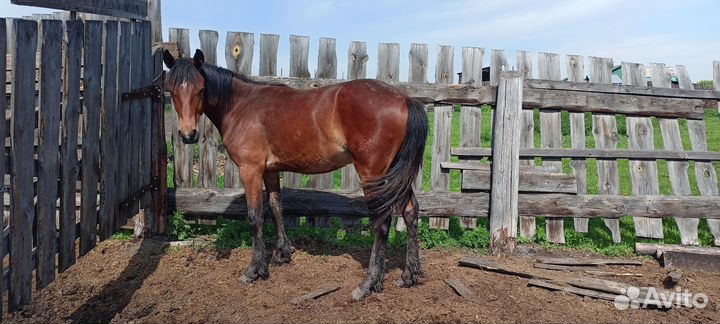Продам жеребца
