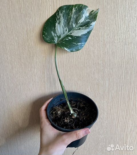 Монстера альба вариегатная в горшке