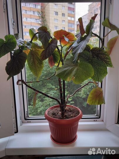 Гибискус, рускус, сингониум, драцена душистая и др