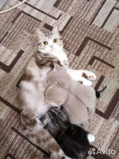 Шотландские котята