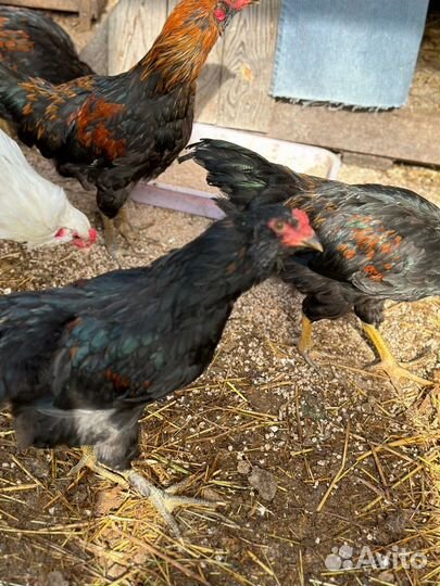 Петух Маран