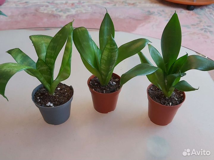 Разное Комнатные растения