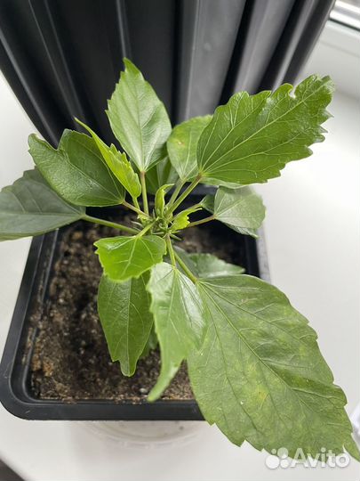 Сортовые гибискусы