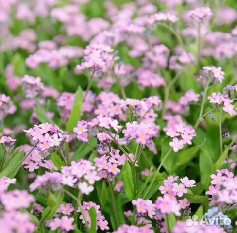 Арабис, тимьян, незабудка садовая и почвопокровная