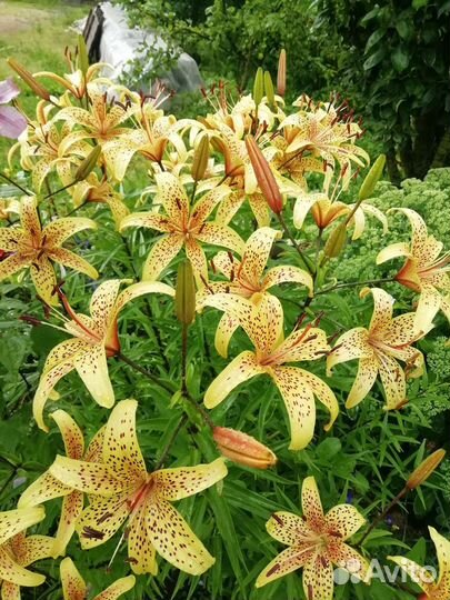 Лилейники и лилии