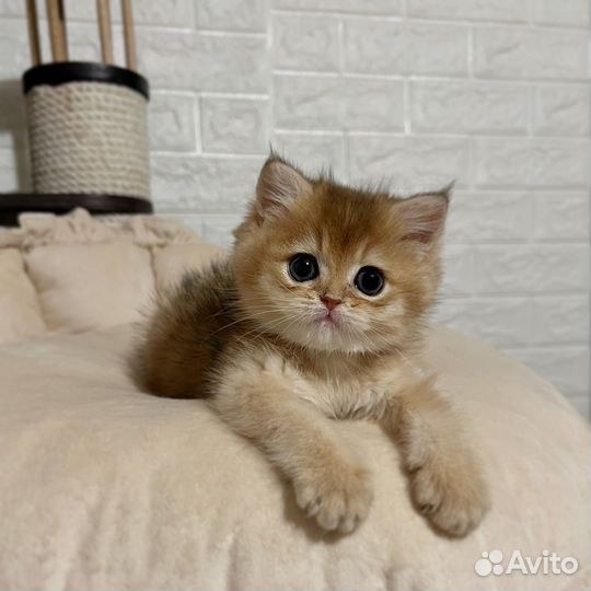 Золотая девочка