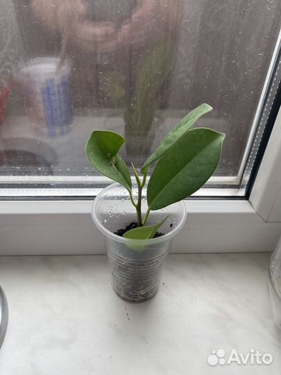 Фикус микрокарпа мокламе