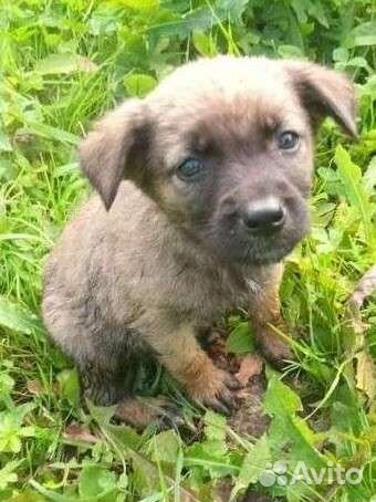 Щенок в добрые руки