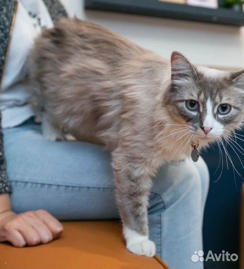 Скорая ветеринарная помощь. Ветеринарный врач