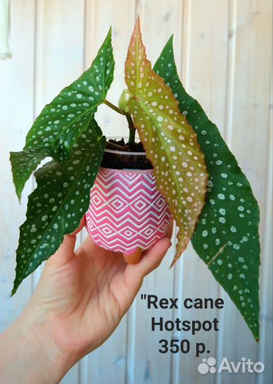 Кейн-бегонии