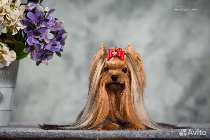 Йоркширский терьер щенки