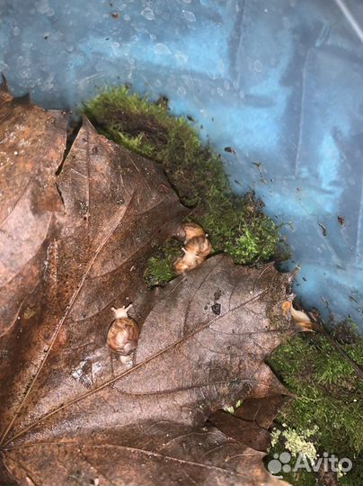 Ахатина тигр альбино