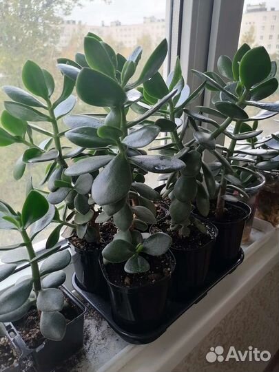 Денежное дерево (толстянка, крассула, суккулент)