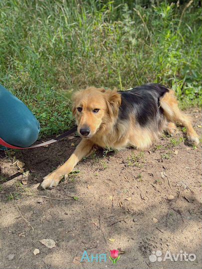 Шикарная Собака Мотя