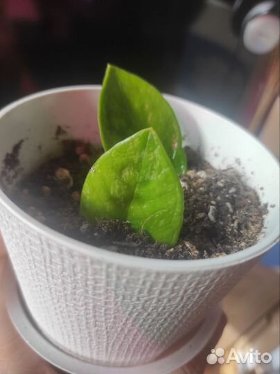 Замиокулькас вариегатный Green on green