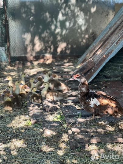 Мускусные утки индоутки индоутята