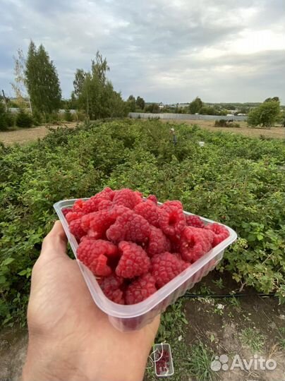 Ремонтантная Малина Разных Сортов С Доставкой