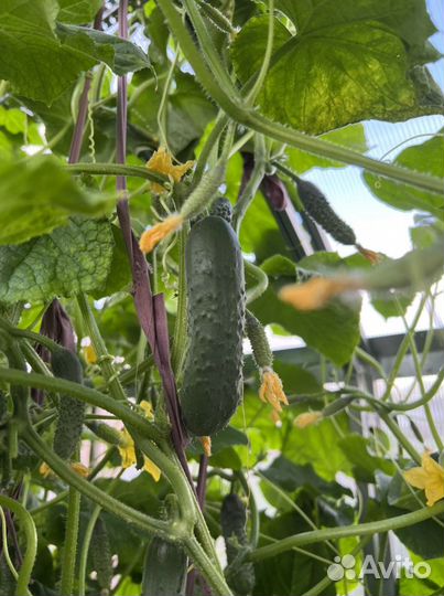 Огурцы, кабачки домашние