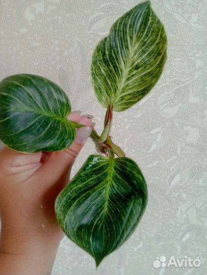 Филодендрон white measure