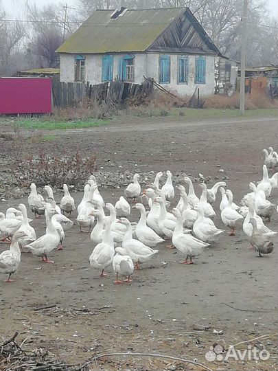 Гуси, утки на мясо