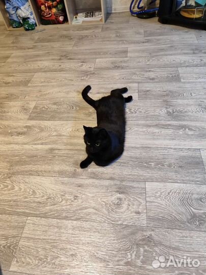 Кошки в добрые руки