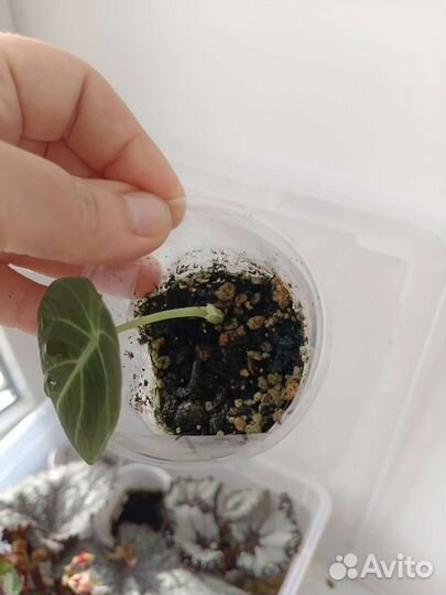 Комнатные цветы