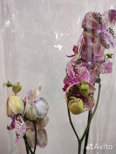 Орхидеи (биглипы), Мини