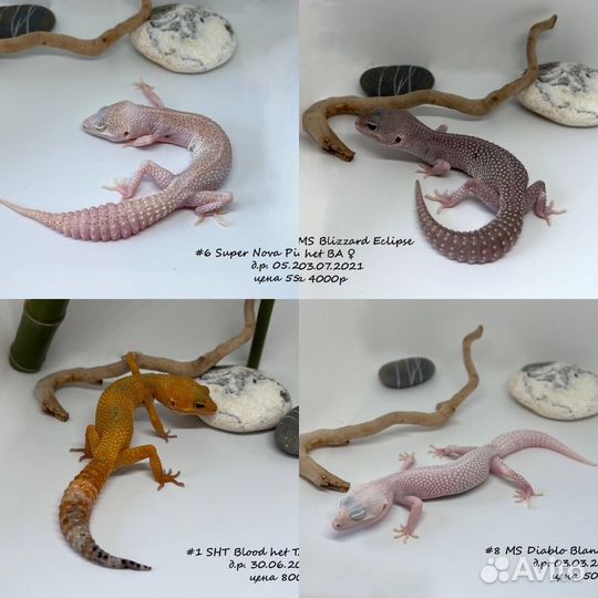 Геккон эублефар