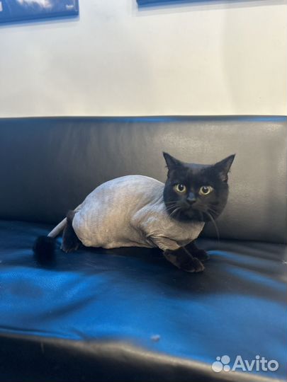 Стрижки собак и кошек