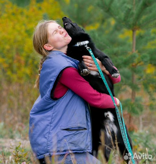 Собака Котик