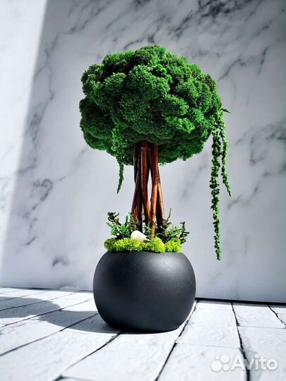Топиарий (бонсай) из стабилизированного мха