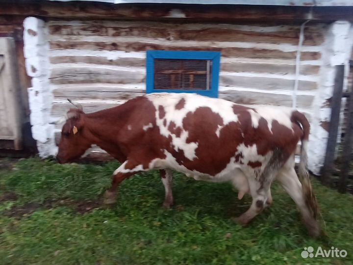 Корова дойная