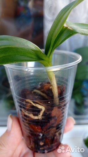 Орхидея дендробиум