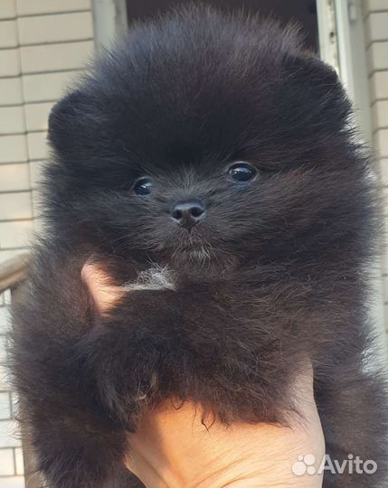 Померанский шпиц