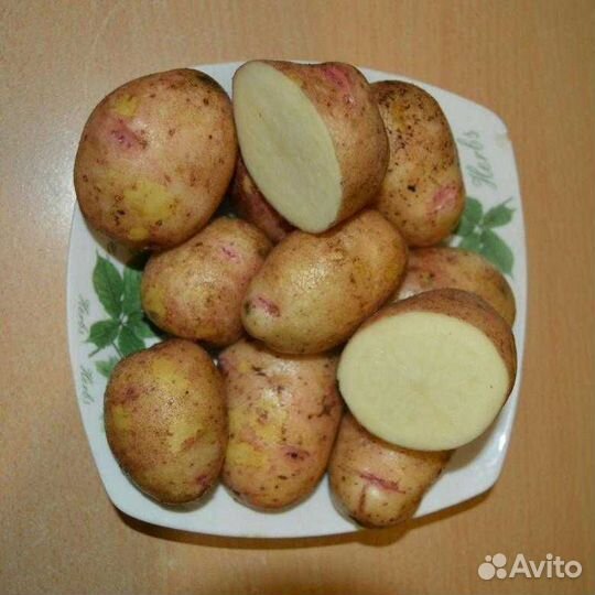 Картофель Великан