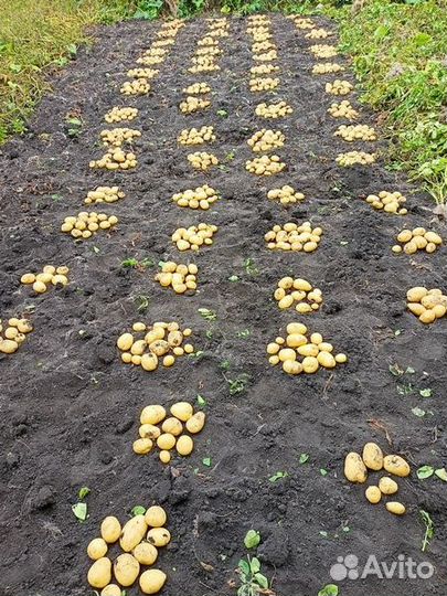 Картофель Сарпо Аксона, Сарпо Уна, Сарпо Книфли