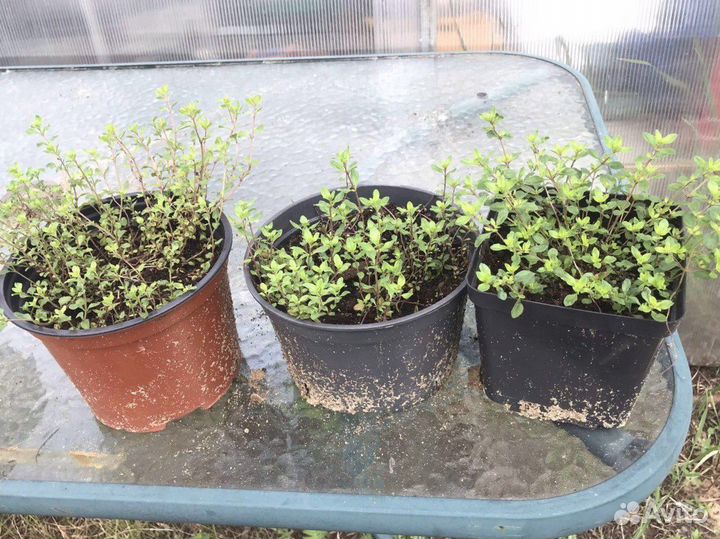 Тимьян(чабрец)