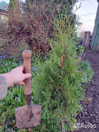 Саженцы туи, можжвельник, цветы