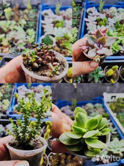 Домашние суккуленты