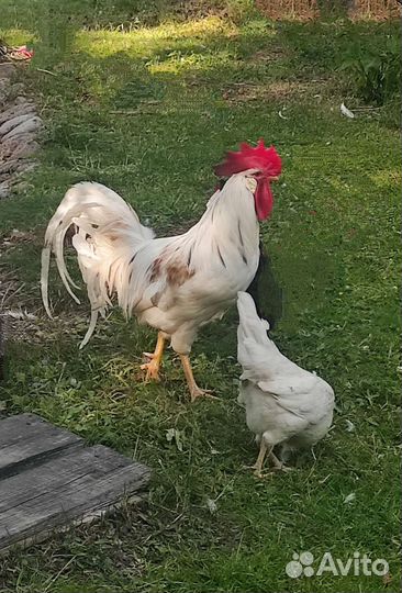 Семья кур леггорн 3+1